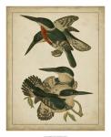 Vintage Kingfishers IV