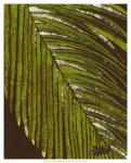 Batik Frond II