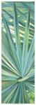 Fan Palm I