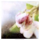 Apple Blossom II