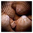 Macro Shells VI