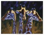 Three Giraffes