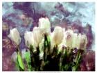 Sunlit Tulips II