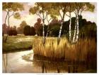 Reeds, Birches & Water II