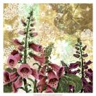 Foxglove Meadow I