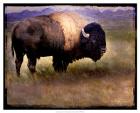 Bison Portrait II