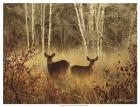 Foggy Deer