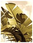 Palm Fronds I