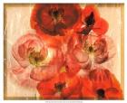 Papaver Dreams I