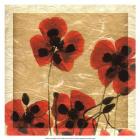 Greek Poppies I