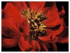 Red Peony II