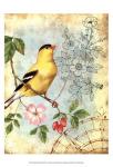 Songbird Sketchbook III