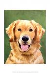 Dog Portrait-Golden