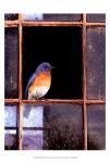 Bluebird Window