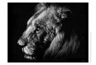 Wildlife Scratchboards I