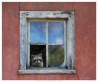 Raccoon Window