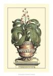 Antique Munting Aloe II