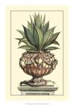 Antique Munting Aloe IV