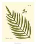 Antique Fern I