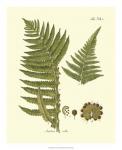 Antique Fern III