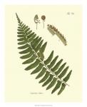 Antique Fern V