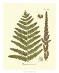 Antique Fern VI