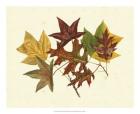 Tulip Tree, Sweet Gum & Scarlet Oak