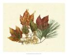 Red Maple, Tamarack & White Pine