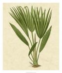 Bourbon Palm