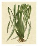 New Zealand Flax