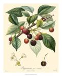 Bessa Cherries