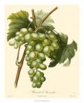 Bessa Grapes I