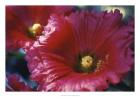 Red Hollyhock