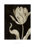 Classical Tulip II