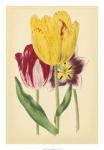 Tulip Array I