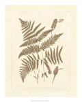 Sepia Ferns I