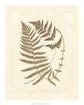 Sepia Ferns V