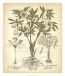 Tinted Besler Botanical I