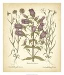 Tinted Besler Botanical II