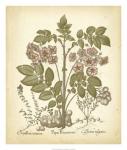 Tinted Besler Botanical III