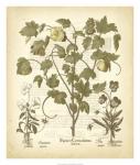 Tinted Besler Botanical IV