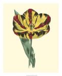 Antique Tulip I