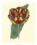 Antique Tulip III