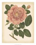 Antique Rose I