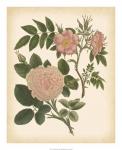 Antique Rose II