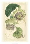 Antique Passionflower II