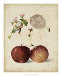 Harvest Apples I