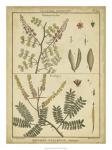 Diderot Antique Ferns II