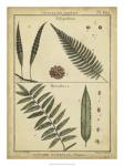 Diderot Antique Ferns III