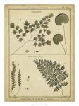 Diderot Antique Ferns IV